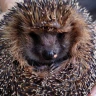 Egel FiveM Server FiveM server icon