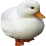 QuackHub FiveM server icon